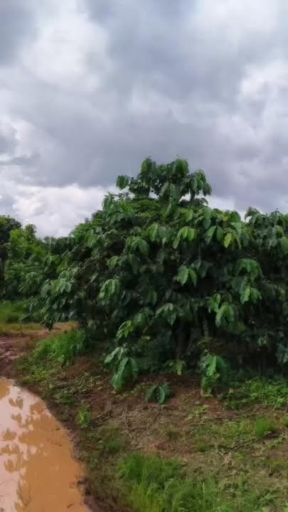 Đất Farm 1,5ha xã Nam Hà, Lâm Hà giá 6.75 tỷ - Tiềm năng đầu tư vượt trội!