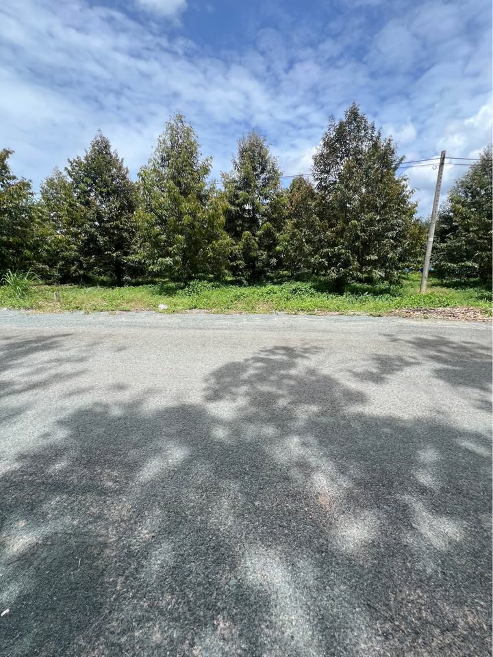 Vườn Sầu Riêng 2000m² tại Chơn Thành giá chỉ 590 triệu - Thích hợp kinh doanh đa ngành!