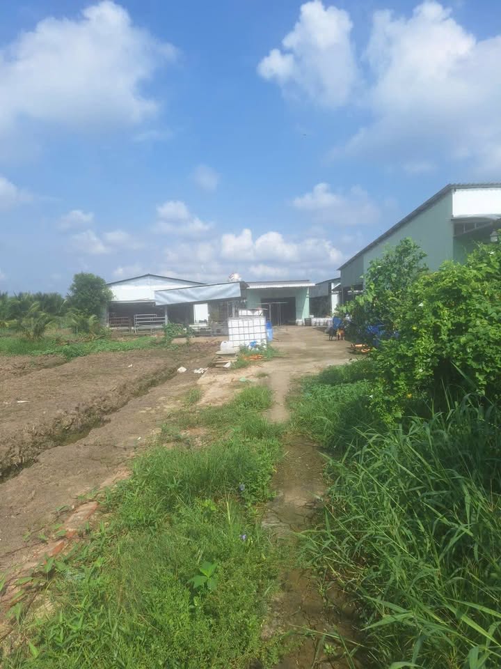 Cho thuê farm 6500m² tại xã Long Bình Điền, Tiền Giang - Đường xe tải vào tận nơi!