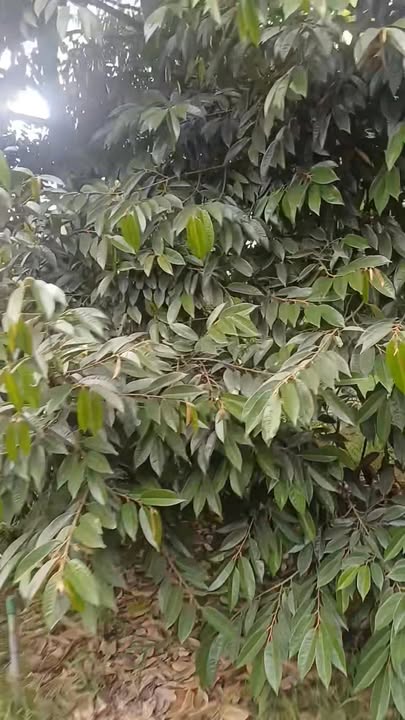 Farm 32.000m² tại Ấp 4, Cai Lậy - Giá chỉ 2.24 tỷ, sẵn sàng giao dịch!