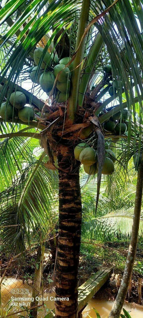 Đất nền Giao Long 2.700m² giá 1.65 tỷ - Đầu tư sinh lời ngay!