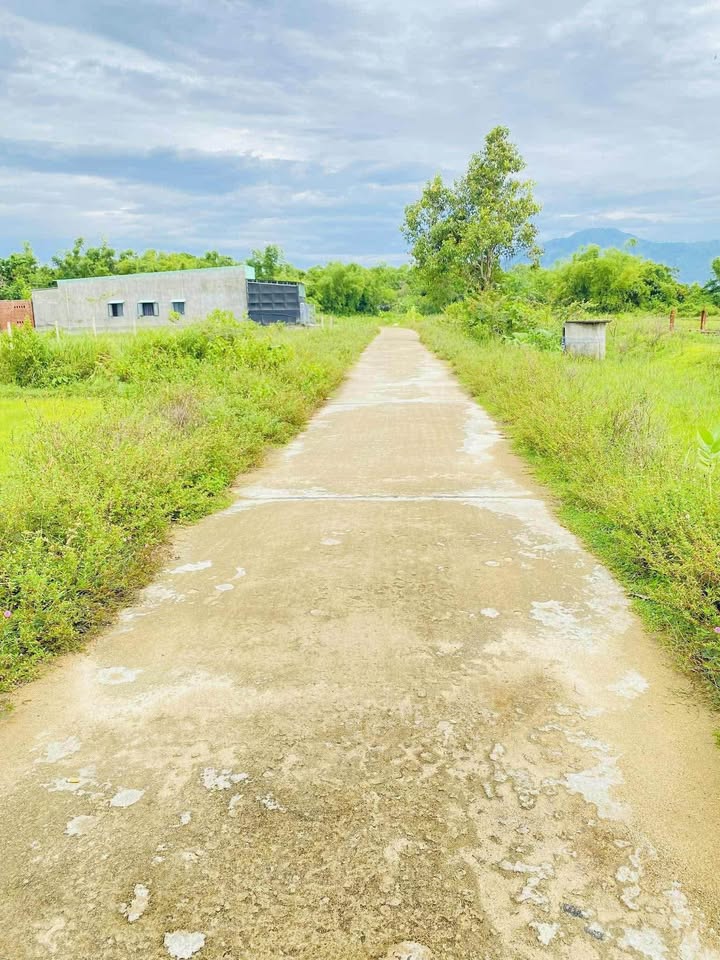 Đất nông nghiệp Cát Tân 1500m² giá 119 triệu - Đầu tư sinh lời ngay!