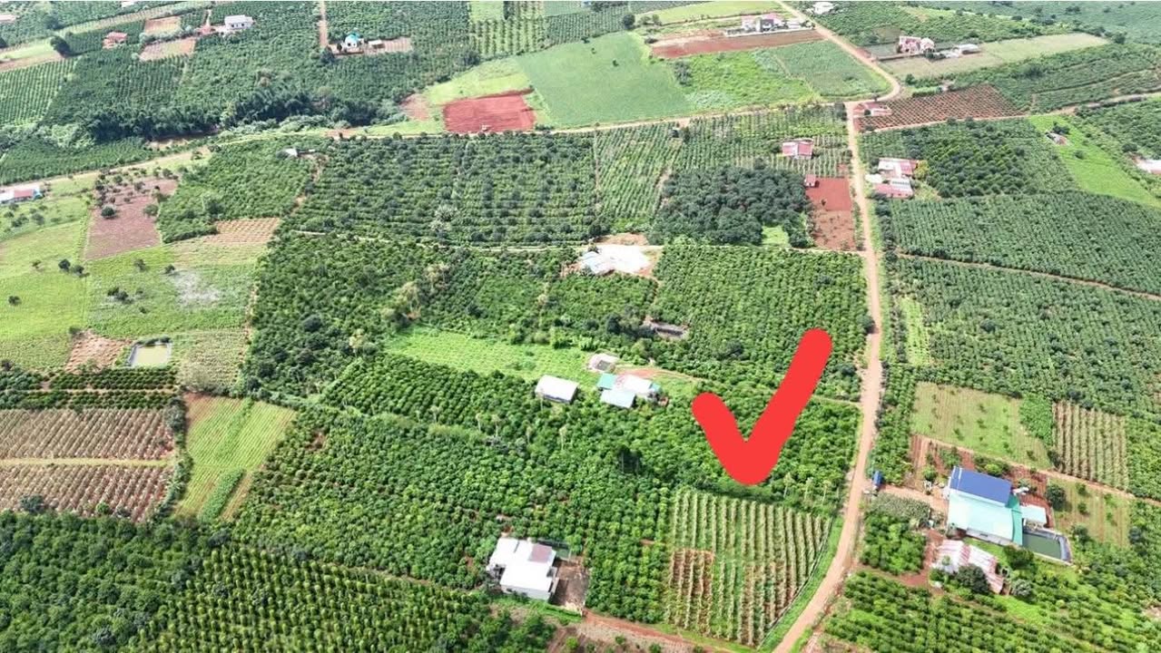 Bán gấp Farm tại xã Nam Hà, Lâm Hà 1ha giá 7.5 tỷ - Đầu tư sinh lời