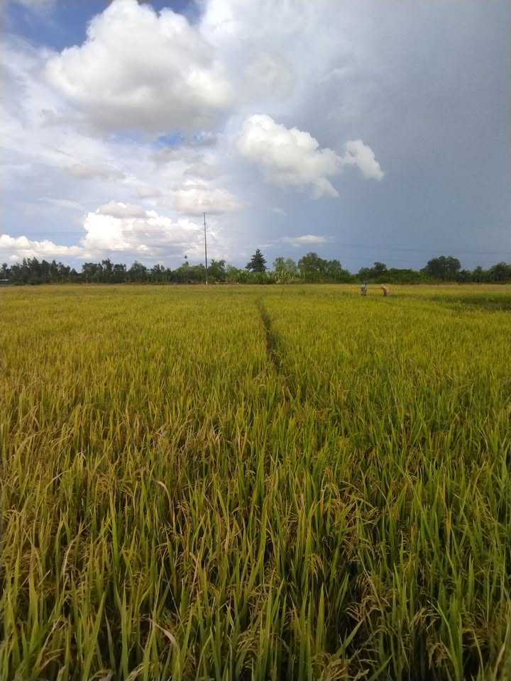 Đất lúa 4000m² tại Thới An Đông, Cần Thơ - Giá chỉ 2.2 tỷ VND!