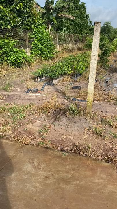 Đất thổ cư xã Tân Hội, Tân Châu, Tây Ninh 1080m² giá 64.8 tỷ - Tiềm năng phát triển cao!