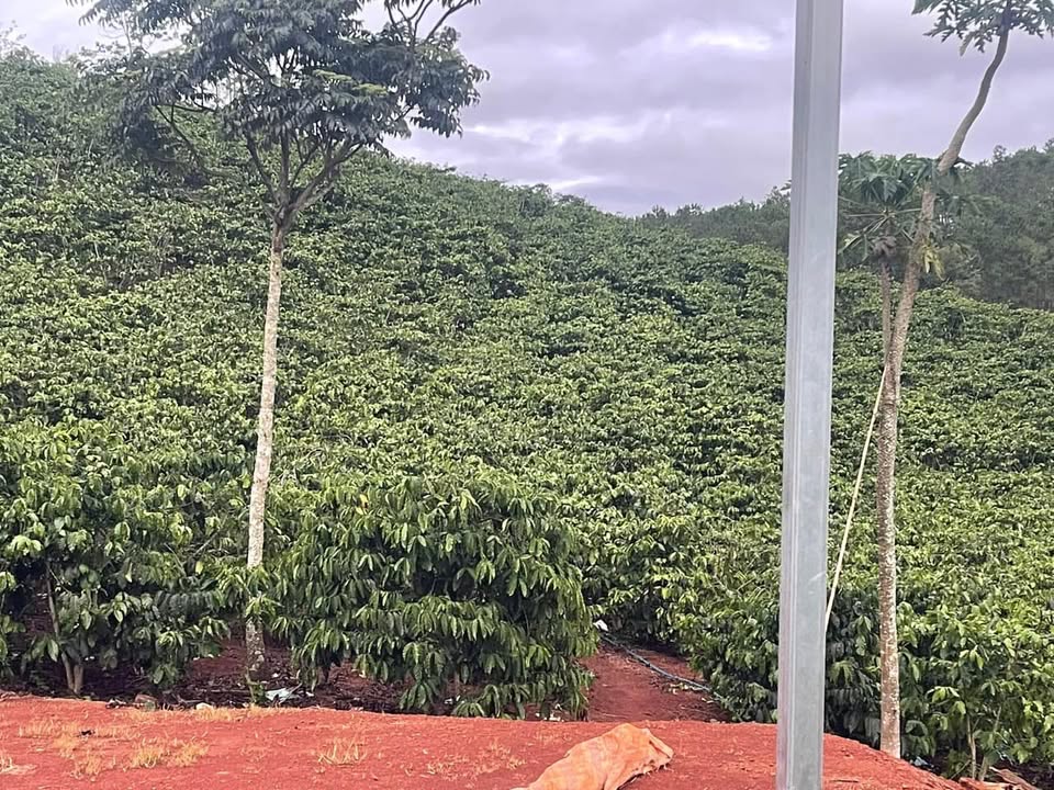 Farm đất xã Nam Hà 12000m² giá 4.5 tỷ - Sổ hồng chính chủ, đường ô tô vào tận nơi!