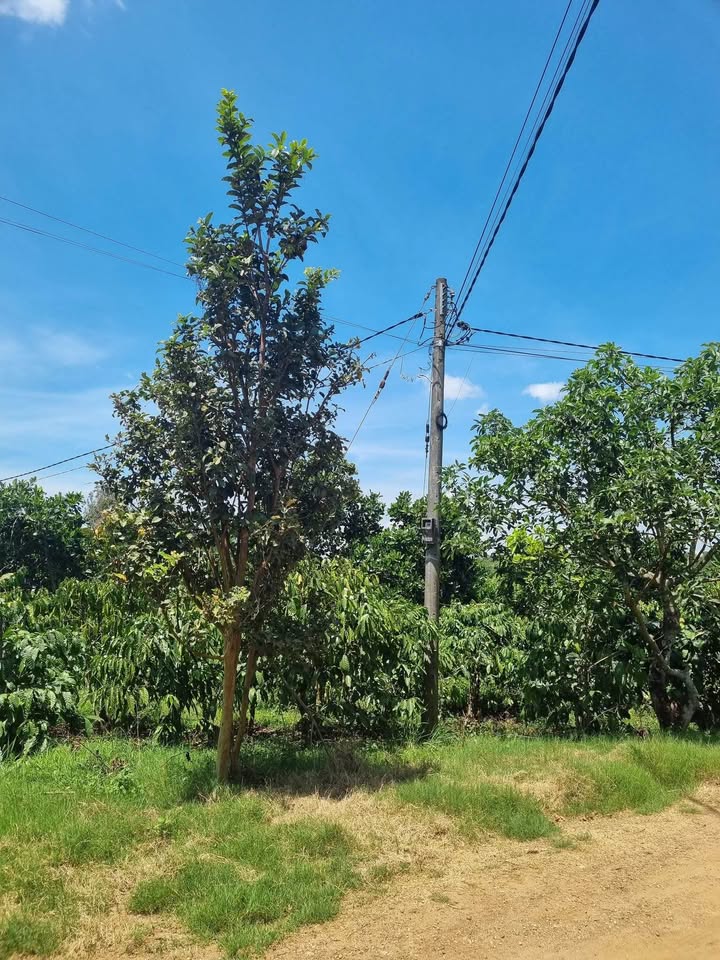 Đất nền Hòa Nam 4000m² giá 2 tỷ - Mặt tiền đẹp, cơ hội đầu tư lý tưởng!