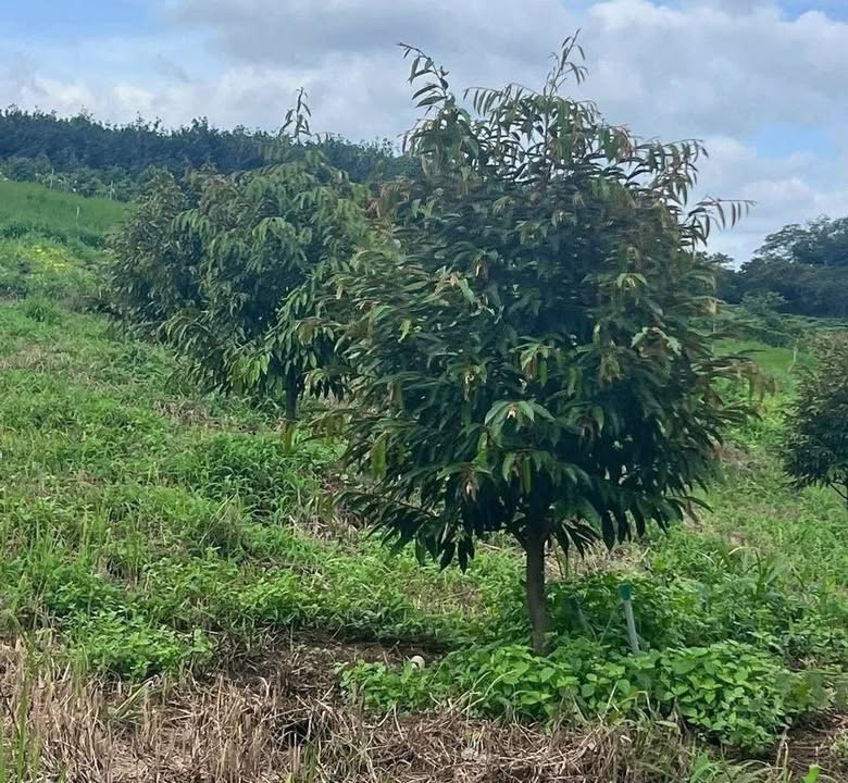 Farm 1ha sầu riêng Đức Hạnh Bình Phước giá 2.8 tỷ - Đầu tư sinh lời cao!