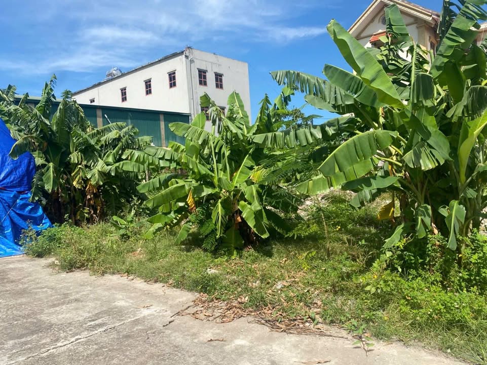 Đất nhà vườn Ninh Khánh 252m² giá chỉ 1x tỷ - Cơ hội đầu tư hấp dẫn!