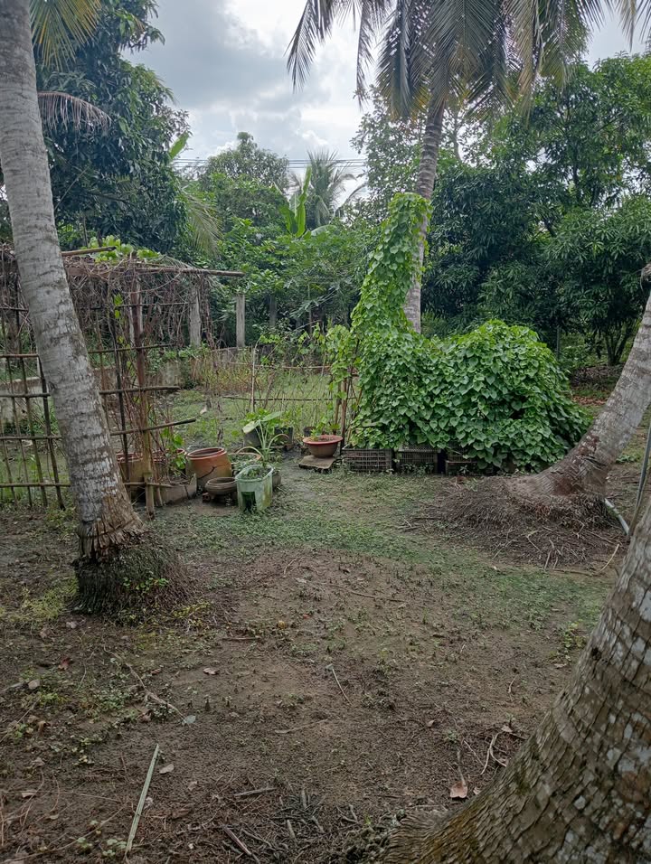 Đất nền mặt tiền huyện lộ 53, Tân Hội, 250m² chỉ 950 triệu - Đầu tư sinh lời ngay!