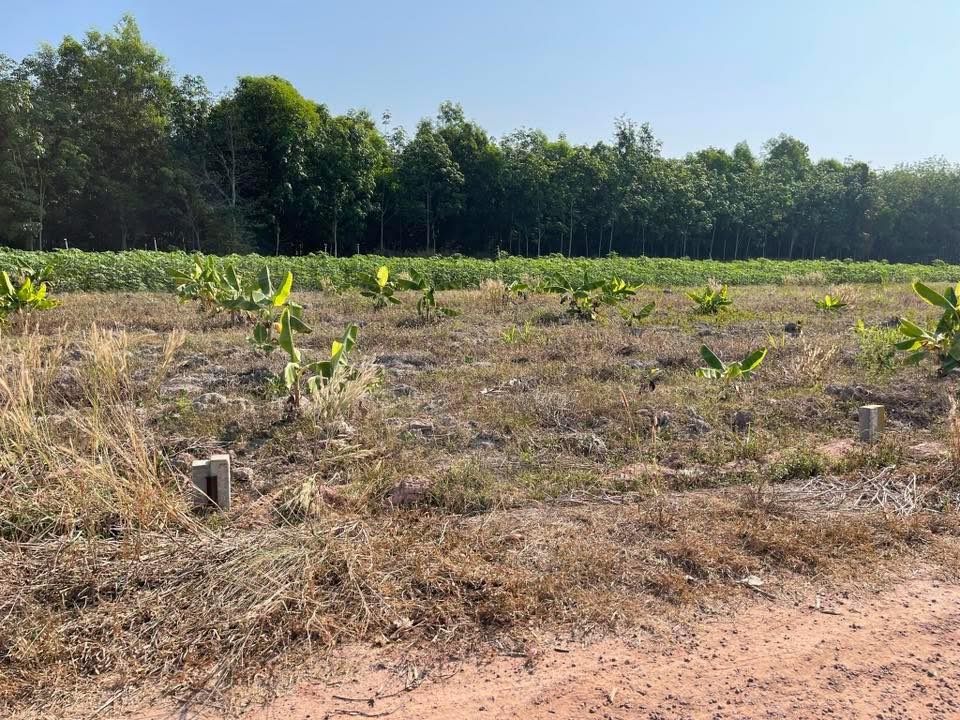 Đất nền Tân Hiệp, Tân Châu, 5m² chỉ 200 triệu - Sổ đỏ chính chủ, đầu tư sinh lời!