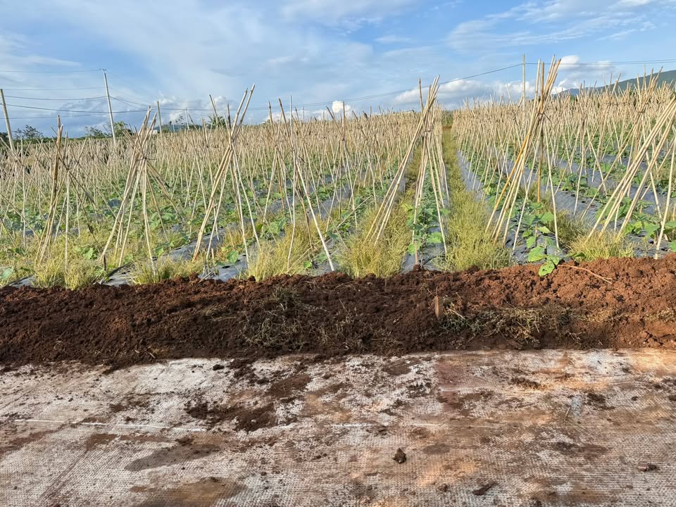 Đất nền Hiệp Thạnh, Đức Trọng, Lâm Đồng 100m² giá 950 triệu - Đầu tư sinh lời lâu dài!