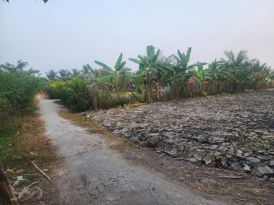 Đất Lúa 700m² tại phường Thuận An, Long Mỹ, Hậu Giang - Giá chỉ 1.35 tỷ, cơ hội đầu tư tuyệt vời!