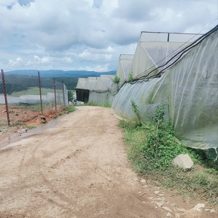 Đất nghỉ dưỡng Langbiang 7000m² giá 4.55 tỷ - View rừng thông tuyệt đẹp!