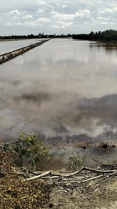 Đất nền 25 công mặt tiền 36m xã Trường Xuân, Tháp Mười - Giá 3.75 tỷ, đầu tư sinh lời!