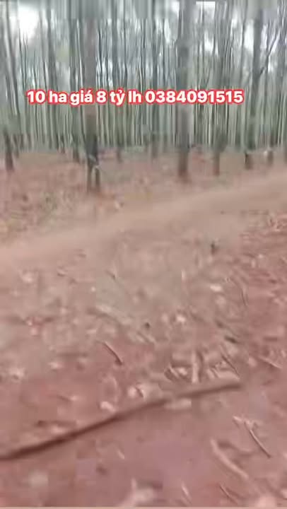 Đất Farm 10ha cao su Đăng Hà Bù Đăng 8 tỷ - Cơ hội đầu tư hấp dẫn!