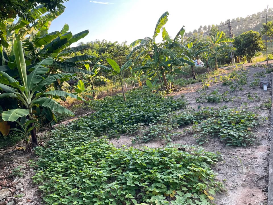 Đất nền Tam Đảo 300m² giá 1.3 tỷ - Cơ hội đầu tư lý tưởng!