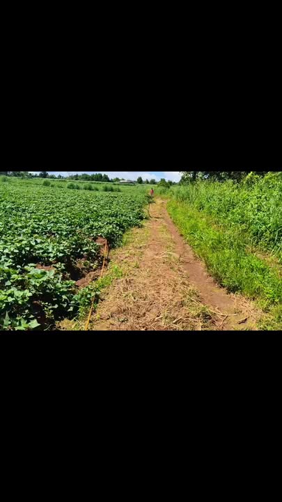 Đất đỏ bazan 12ha tại xã Lơ Pang, Gia Lai - Đường ô tô, gần trung tâm!