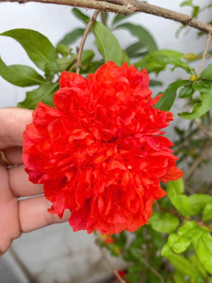 Đất thổ cư hẻm đường 30 Tháng 4, Vũng Tàu 100,8m² - 2 mặt tiền, giá tốt!