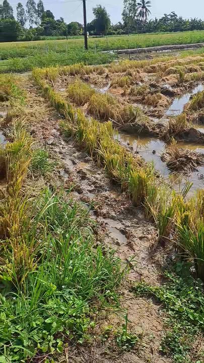 Đất nền 2600m² tại xã Tân Tây, Gò Công Đông, Tiền Giang - Sổ đỏ chính chủ, giá 644 triệu