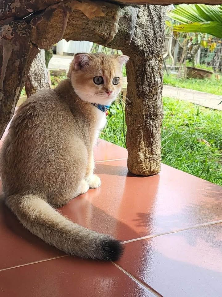 Homestay nghỉ dưỡng Bảo Lộc 26.000m² giá 40 tỷ - Đầu tư sinh lời hấp dẫn!