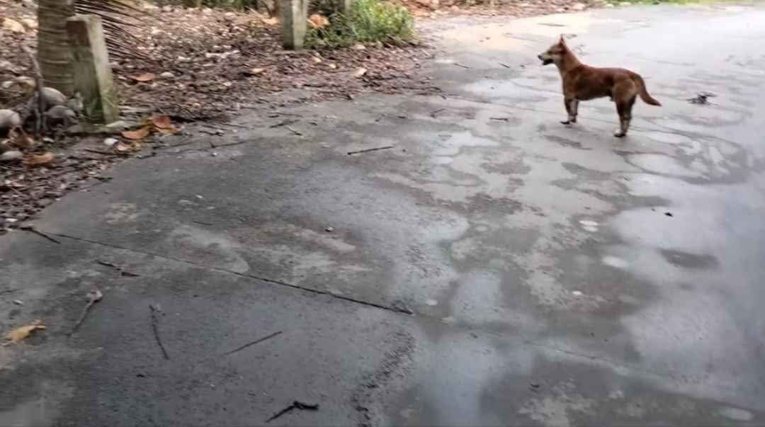 Đất nông nghiệp Giồng Trôm 12.000m² giá 1.1 tỷ - Đường xe tải vào tận nơi!