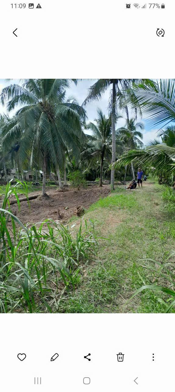 Đất trồng dừa 4700m² xã Thành Thới A, Mỏ Cày Nam chỉ 2.2 tỷ - An ninh đảm bảo!