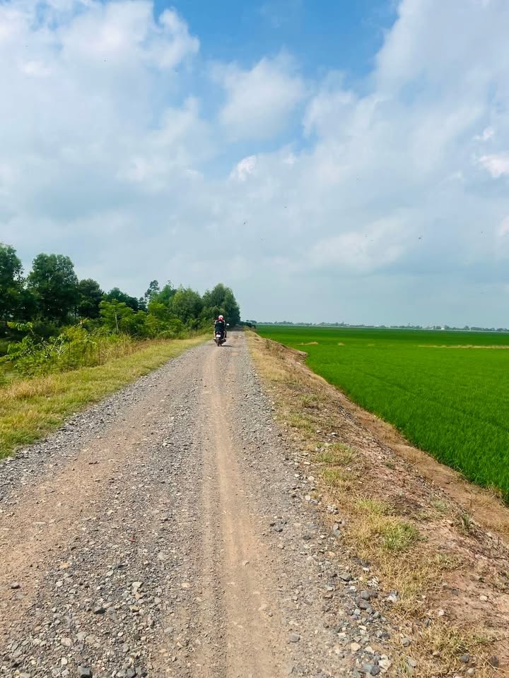 Đất nông nghiệp 1,5 mẫu mặt tiền đường Gò Xoài - Giá chỉ 2,1 tỷ VND