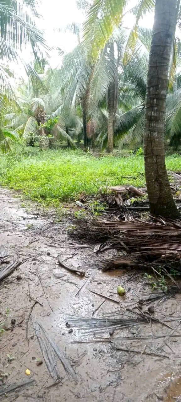 Đất vườn dừa 3.5 công tại Hòa Lợi, Thạnh Phú giá chỉ 350 triệu - Cơ hội đầu tư hấp dẫn!