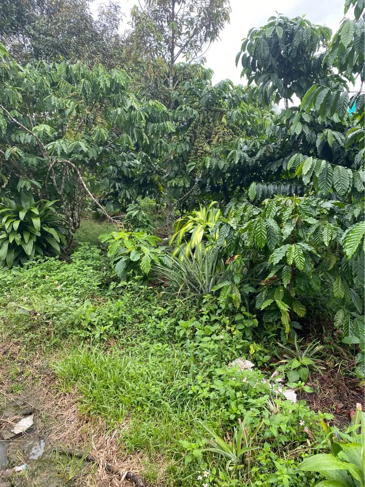 Farm 4.600m² tại Bảo Lộc, Lâm Đồng - Giá chỉ 6.1 tỷ, Mặt tiền 11m