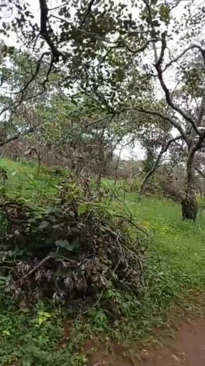 Đất nông nghiệp 3ha tại Thọ Sơn, Bù Đăng - Giá chỉ 3 tỷ VND thương lượng!