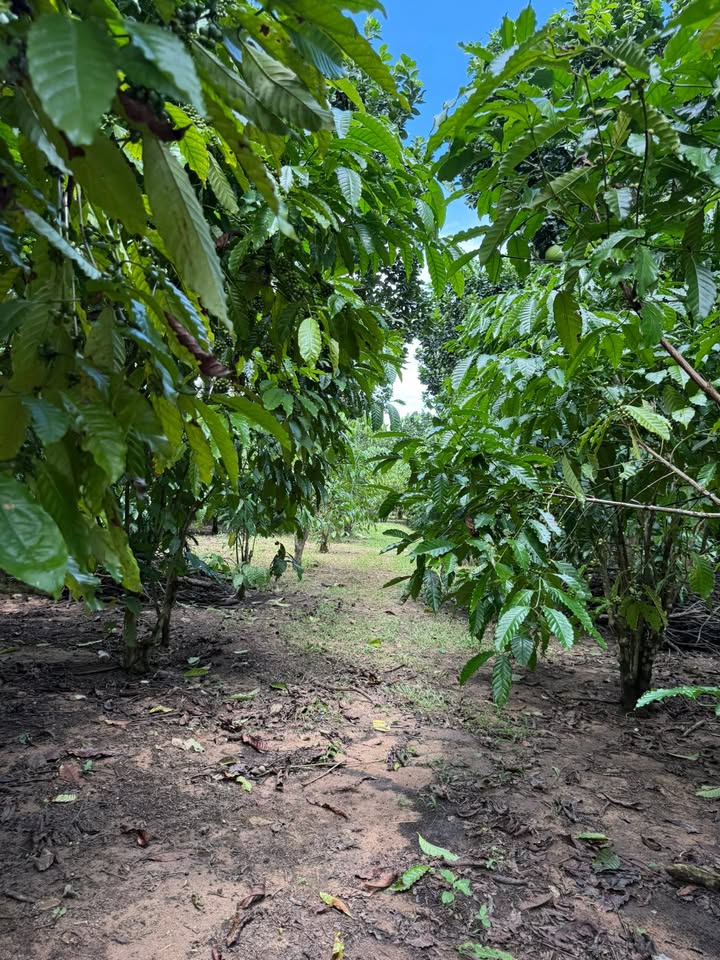 Vườn cà phê 1ha tại Đinh Trang Thượng - Giá chỉ 250 triệu - Cơ hội đầu tư hấp dẫn!
