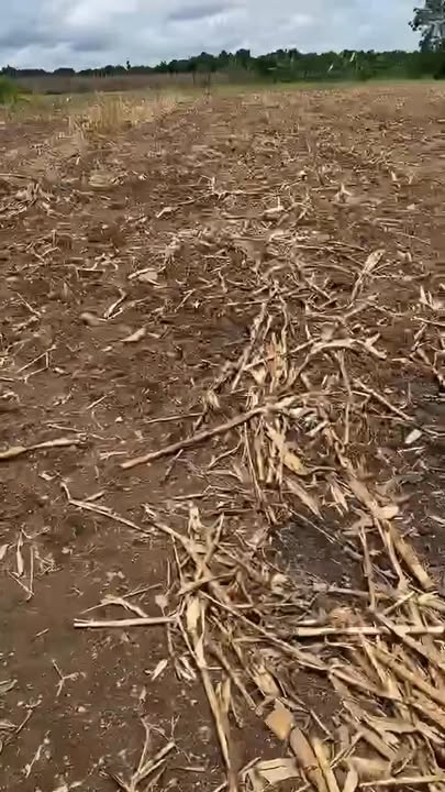 Đất nền 7000m² tại thôn 5 Đắk Wil, Cư Jút, Đắk Nông - Giá chỉ 650 triệu!