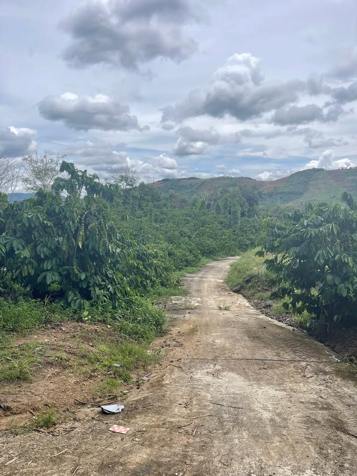 Bán đất nông nghiệp 1.1ha xã Nâm Nung, Lâm Đồng - Giá 2.2 tỷ, pháp lý rõ ràng!