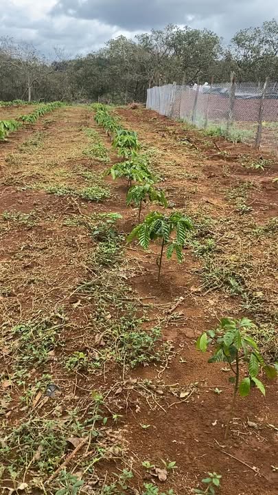 Đất Cà Phê 2.4 HA tại Nhân Đạo - Đầu Tư Lợi Nhuận Cao!