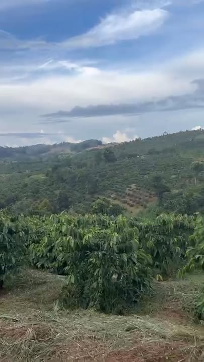 Đất rẫy 1.7ha tại Gia Nghĩa, Đắk Nông - Kinh doanh hiệu quả, giá chỉ 2.4 tỷ!