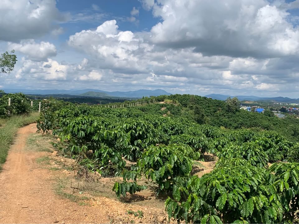 Đất Farm 4 Sào Ninh Gia, Đức Trọng Lâm Đồng - Giá chỉ 1.9 tỷ, View Đẹp Hấp Dẫn!