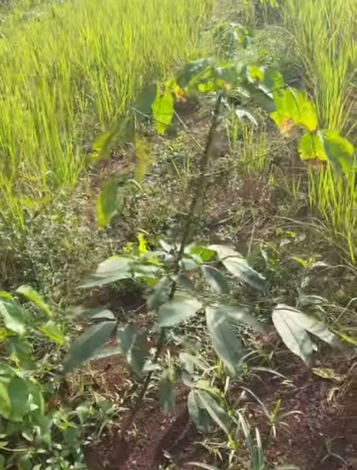 Farm 2ha Phú Nghĩa giá 1.1 tỷ - Đất đỏ màu mỡ, sẵn sàng đầu tư!