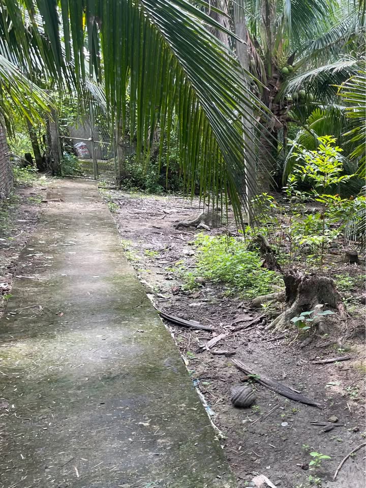 Đất vườn dừa 1900m² tại xã Long Hòa, Bến Tre - Giá chỉ 800 triệu!