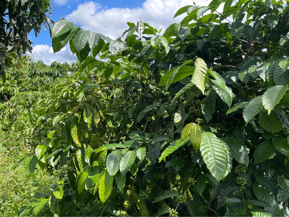 Đất vườn cafe 3ha Nhân Cơ, Lâm Đồng giá 3.8 tỷ - Đầu tư sinh lời lý tưởng!