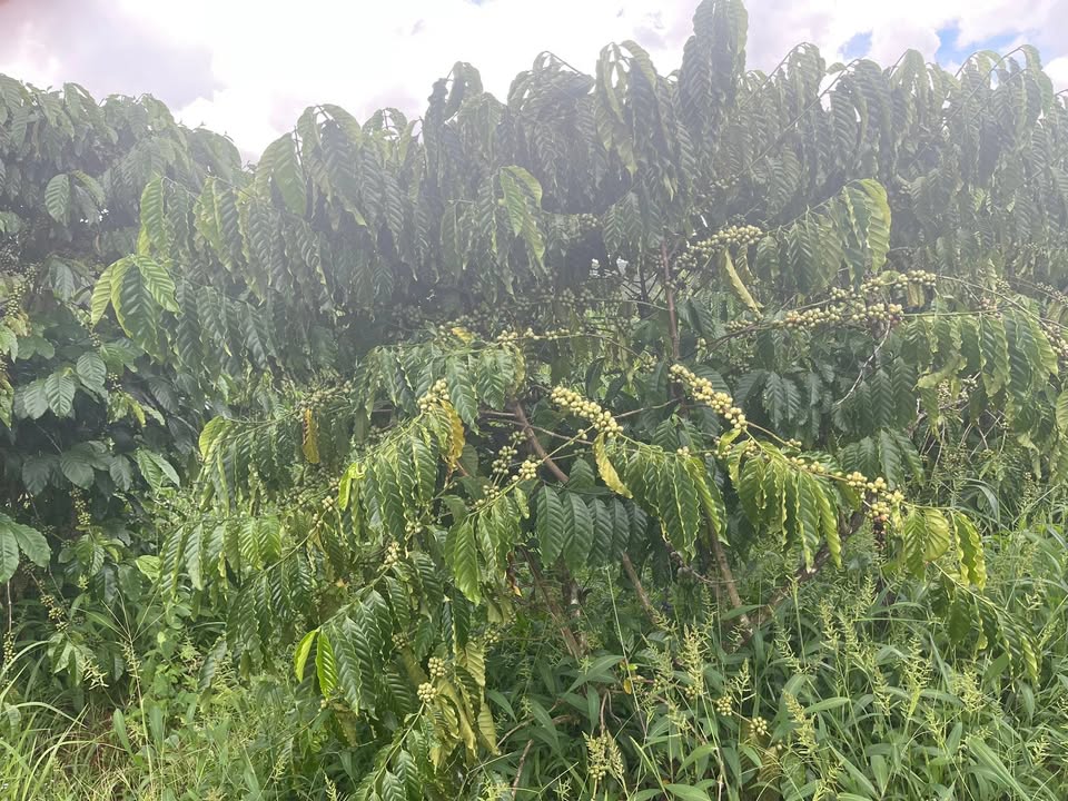 Đất vườn Quảng Tín, Đức Trọng 1,2ha giá 2,4 tỷ - Cơ hội đầu tư tiềm năng!