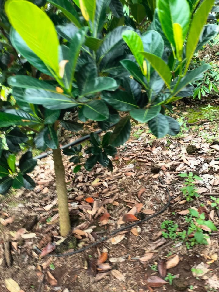 Đất vườn 10.800m² xã Phú Thịnh giá 1,9 tỷ - Sẵn sàng thu hoạch sầu riêng!