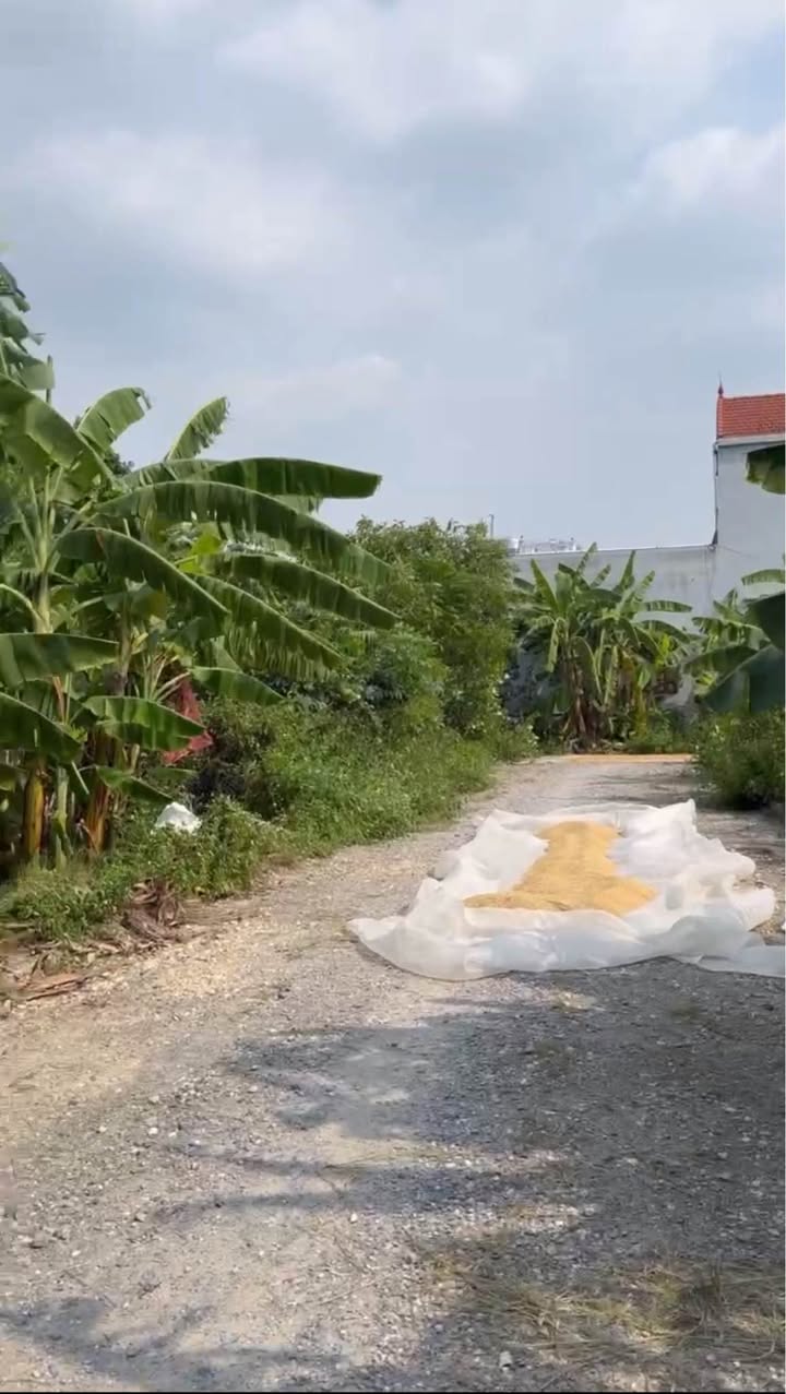 Đất đấu giá tại An Mỹ, Đại Thắng Phú Xuyên 80m² chỉ 1.1 tỷ - Cơ hội đầu tư hấp dẫn!