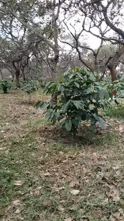 Farm 4 hecta Đak Nhau 1.2 tỷ - Đất đẹp giáp suối, cơ hội đầu tư hấp dẫn!