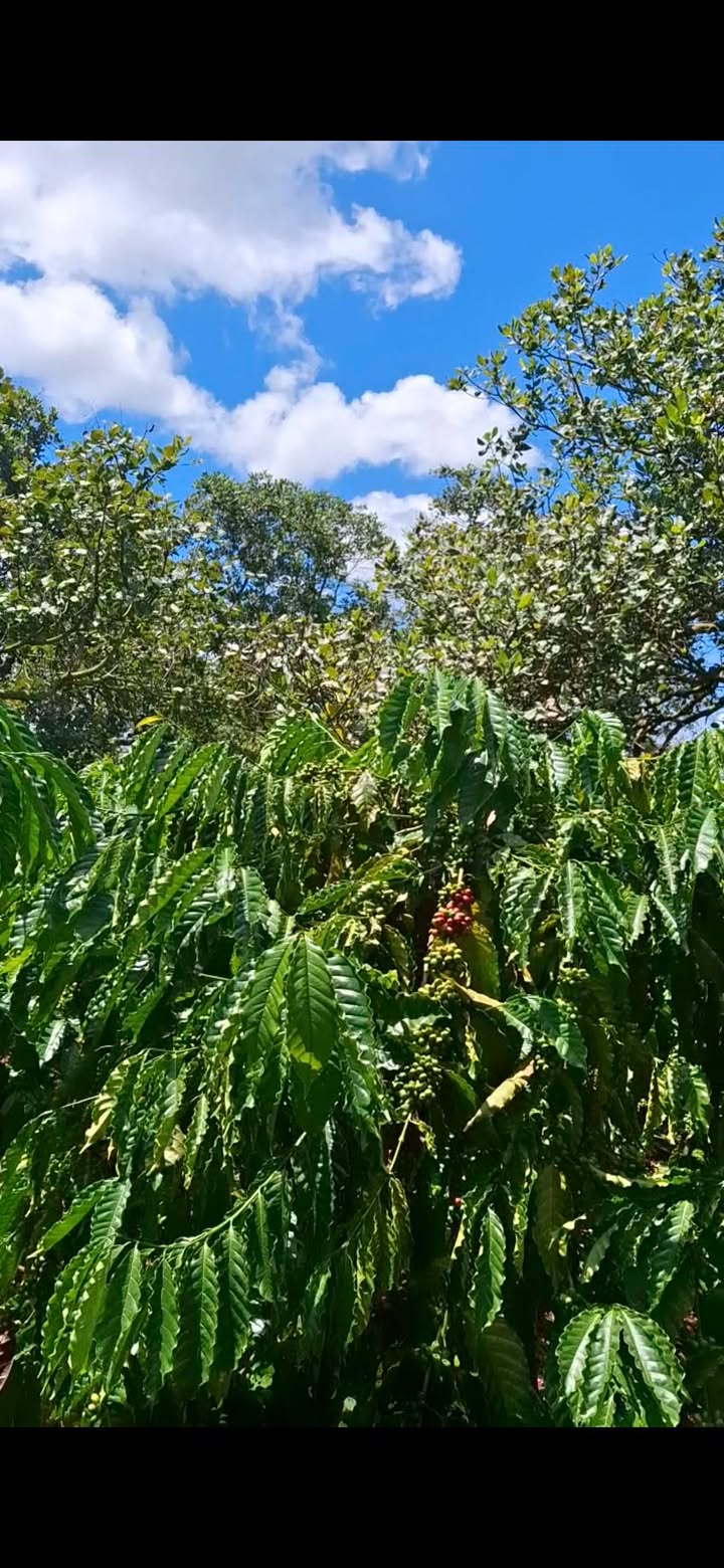 Đất nền 3ha Thọ Sơn, Bù Đăng - Giá chỉ 6 tỷ - Đầu tư sinh lời ngay!