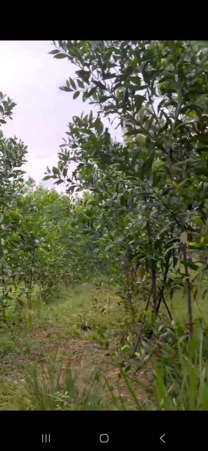 Bán farm 8 sào cao su và keo tại xã Gia Huynh, Tánh Linh chỉ 490 triệu