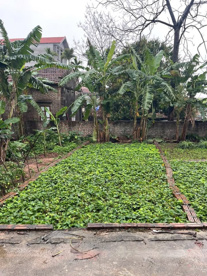 Căn hộ Thọ An Đan Phượng 47m² giá 4 tỷ - Đầu tư sinh lời hấp dẫn!