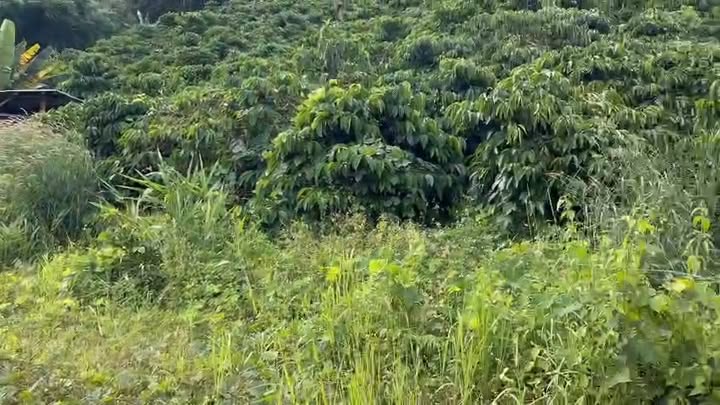 Đất nông nghiệp 22ha tại Bờ Y, Ngọc Hồi, Kon Tum - Chính chủ bán gấp chỉ 14 tỷ!