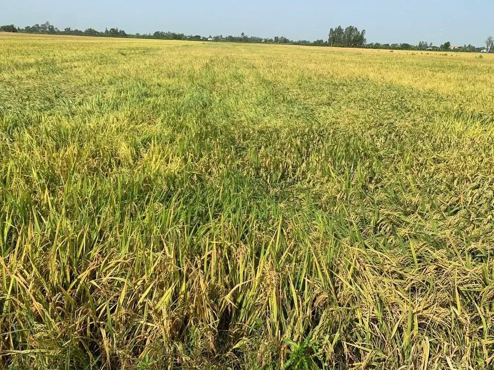 Đất farm 10,5ha tại Chơn Thành, Bình Phước giá chỉ từ 300 triệu - Cơ hội đầu tư hấp dẫn!