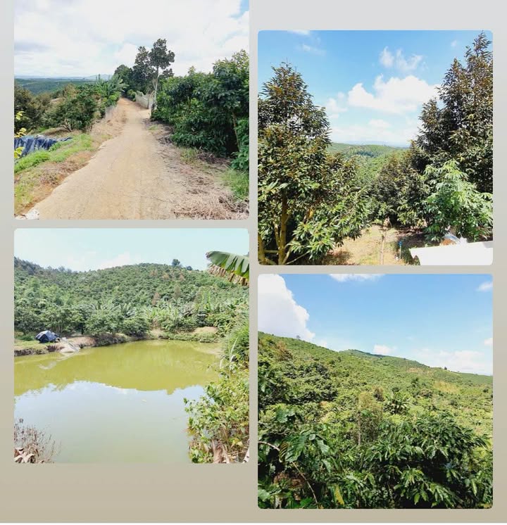 Farm Lộc Đức 1.8ha giá 5.22 tỷ - Chính chủ bán gấp!